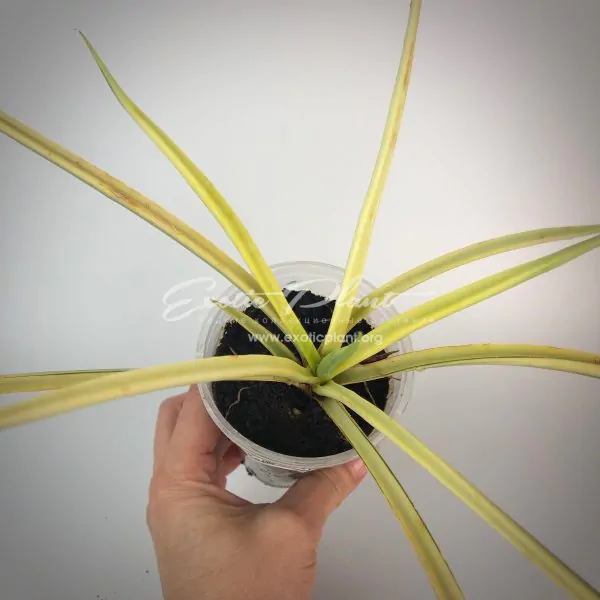 281 sansevieria «Dragon Beard» variegated (gracilis hybrid)