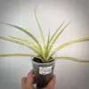 281 sansevieria «Dragon Beard» variegated (gracilis hybrid)