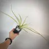 281 sansevieria «Dragon Beard» variegated (gracilis hybrid)