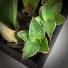 520 sansevieria Blue Kew сансевиерия Блю Кью