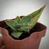 520 sansevieria Blue Kew сансевиерия Блю Кью