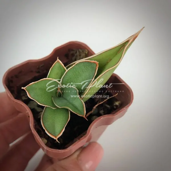 520 sansevieria Blue Kew сансевиерия Блю Кью