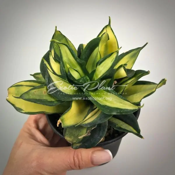 sansevieria 523 hannii Streaker