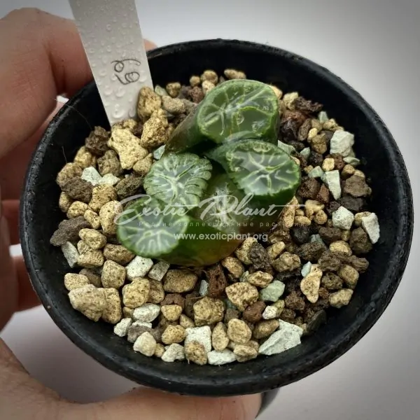 68 haworthia maughanii Tsurikara ex Japan