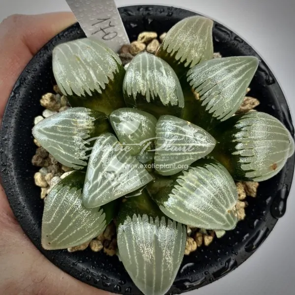 69 haworthia springbokvlakensis Tucuman ex Japan