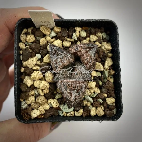 78 haworthia splendens Hwagyu ex Japan