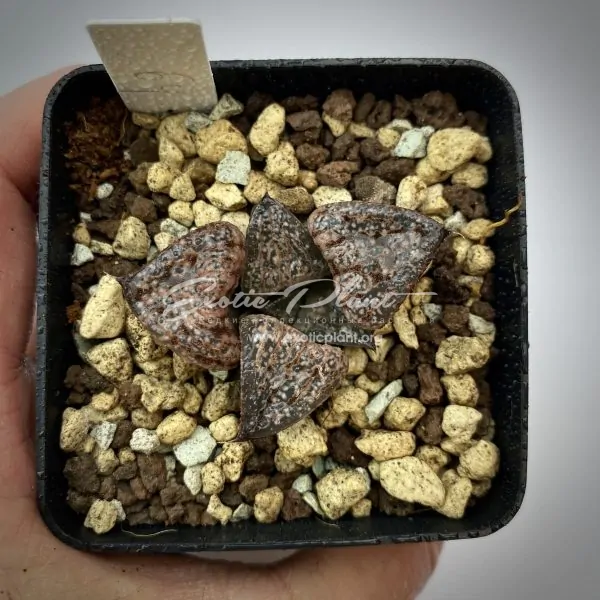 79 haworthia splendens Hwagyu ex Japan