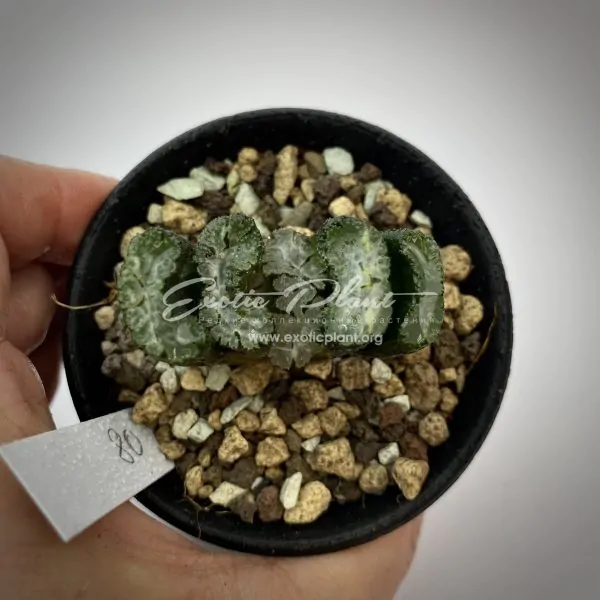 80 haworthia truncata Fangi ex Japan