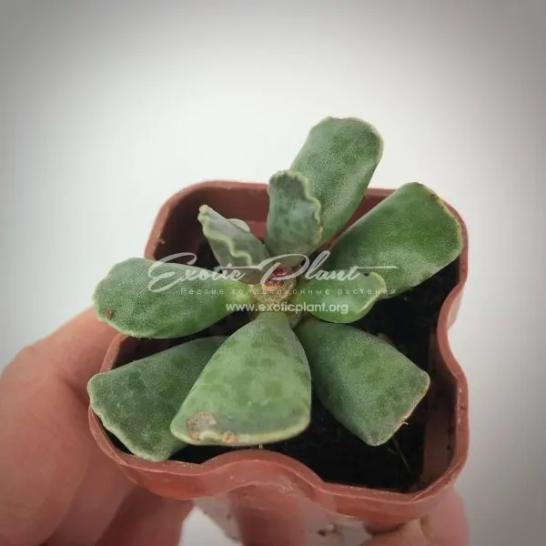 adromischus cooperi