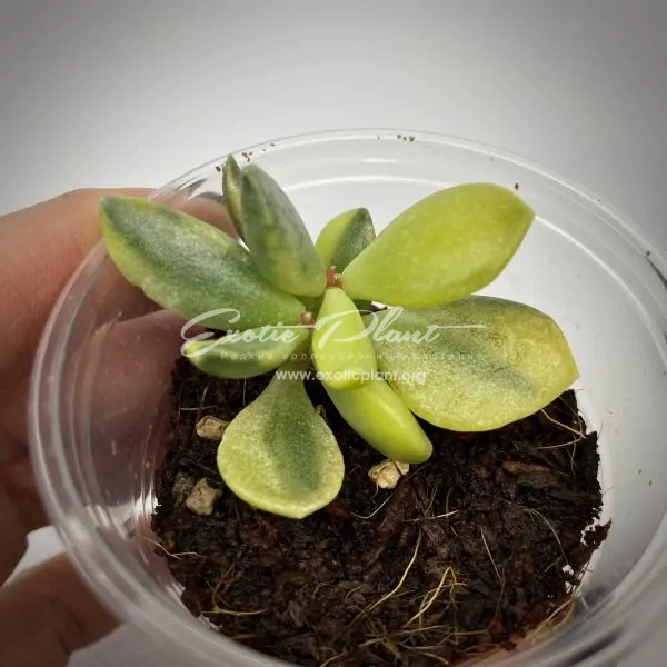 Adromischus hemisphaericus variegated
