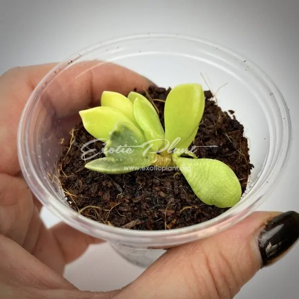 Adromischus hemisphaericus variegated