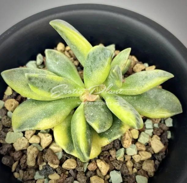 Adromischus hemisphaericus variegated