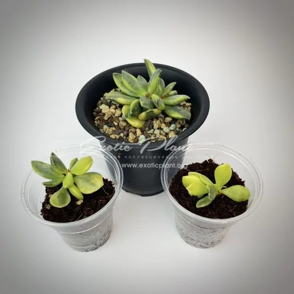 Adromischus hemisphaericus variegated