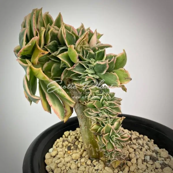 Aeonium Sunburst cristata