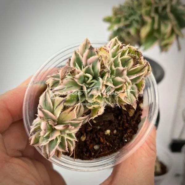 Aeonium Sunburst cristata