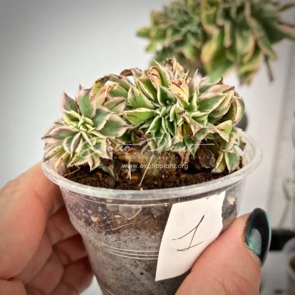 Aeonium Sunburst cristata