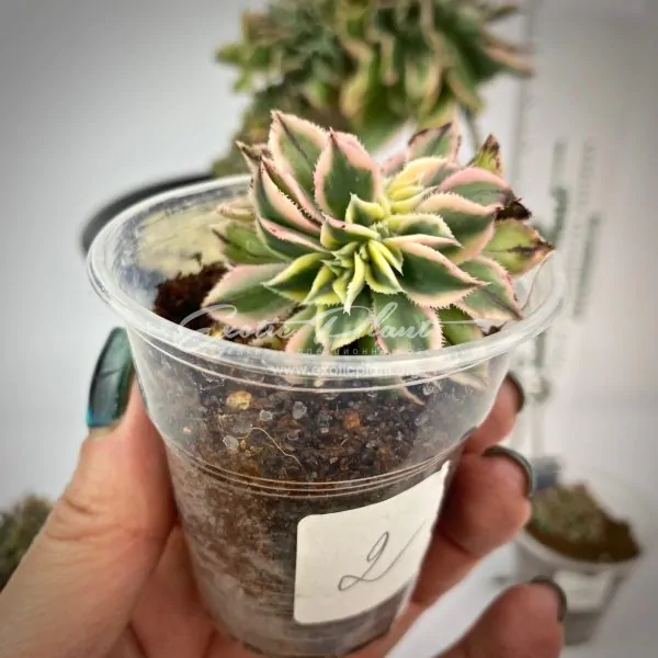 Aeonium Sunburst cristata