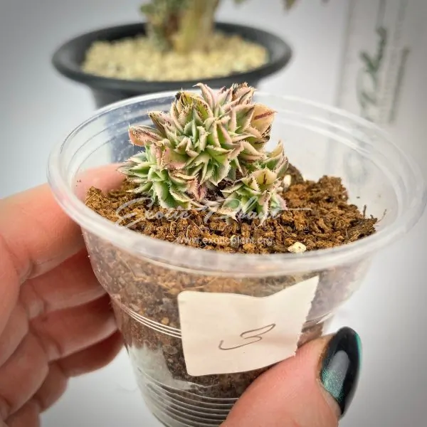 Aeonium Sunburst cristata