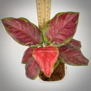 Aglaonema Black Unyamanee