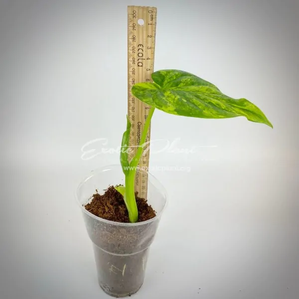 Alocasia cucullata variegated