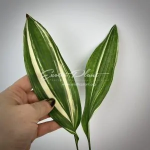 Aspidistra lurida Suisho