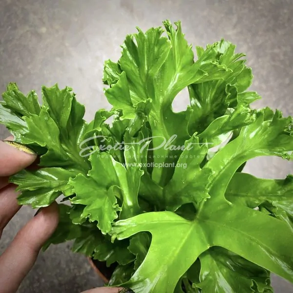 предзаказ asplenium antiquum Leslie