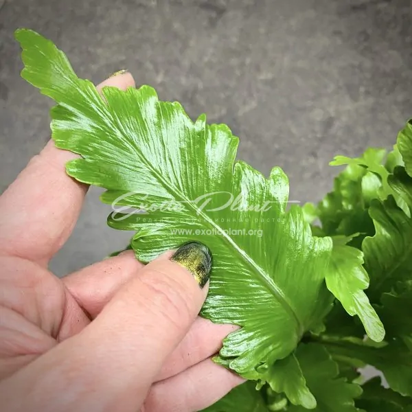предзаказ asplenium nidus Campio