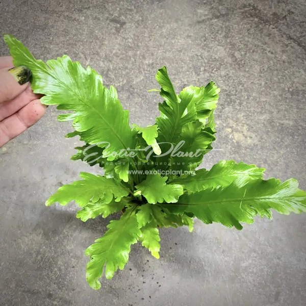 предзаказ asplenium nidus Campio
