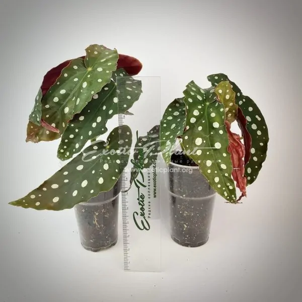 begonia maculata