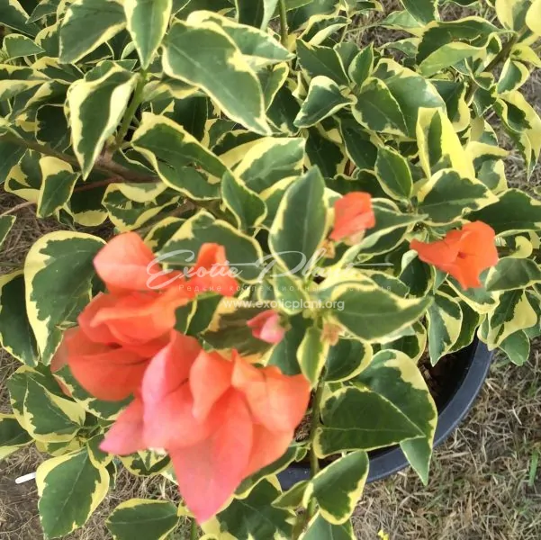 Bougainvillea Orange Ice variegated
