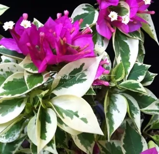 Bougainvillea Teatime Pixie albomarginata