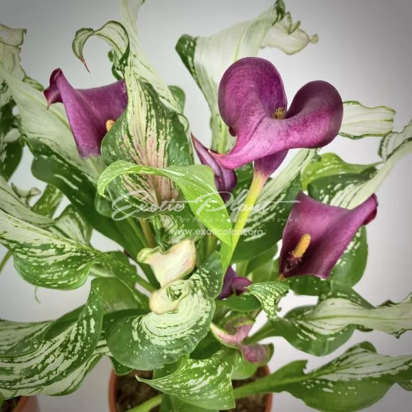 Calla Frozen Queen