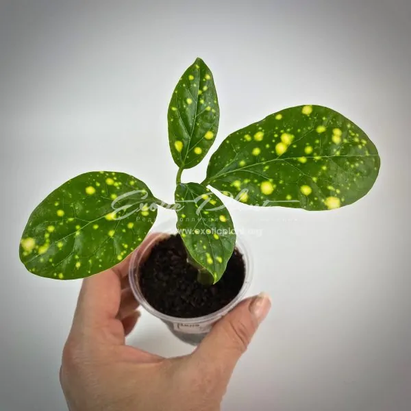 Ceropegia Starry Night