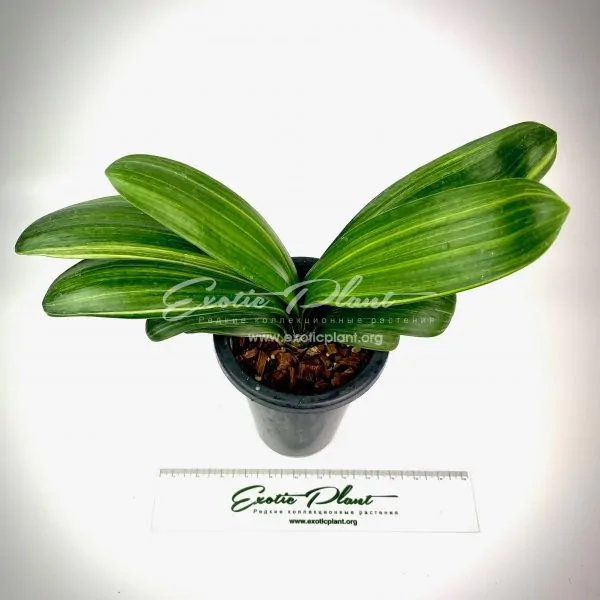 clivia miniata Daruma variegated