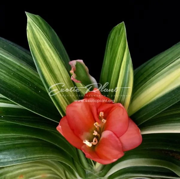 clivia miniata Sparrow variegated