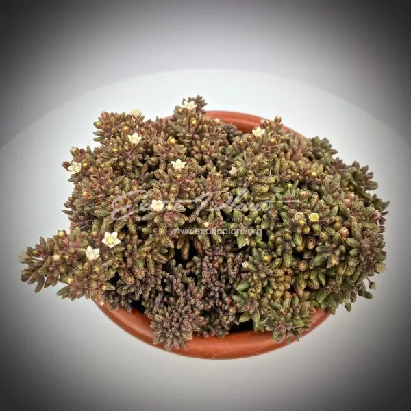 Crassula humbertii
