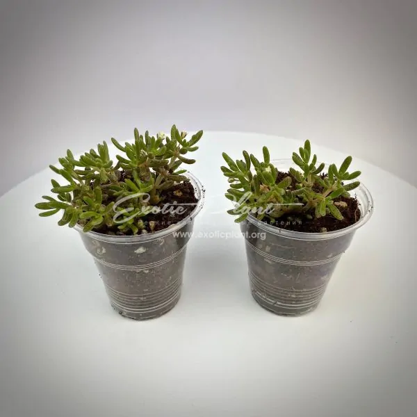 Crassula humbertii