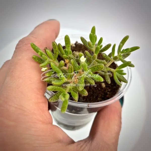 Crassula humbertii