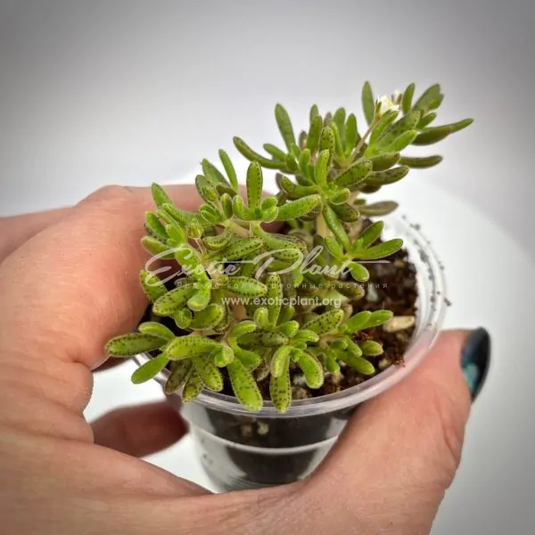 Crassula humbertii