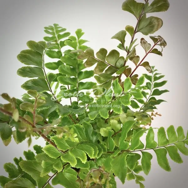 Didymochlaena truncatula