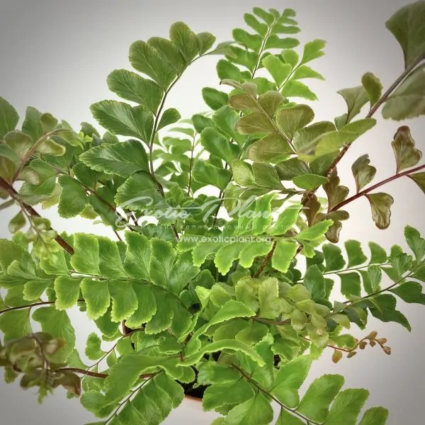 Didymochlaena truncatula
