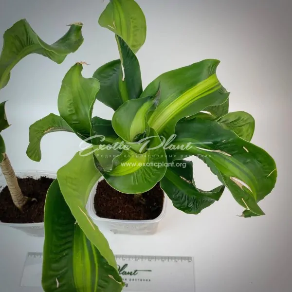 DRACAENA deremensis Surprise