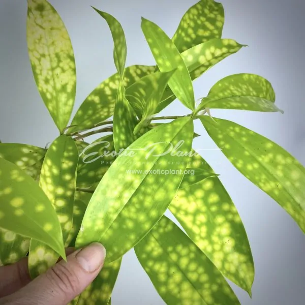 Dracaena godseffiana Sunny