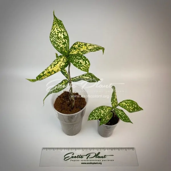 Dracaena godseffiana Super White 7-10