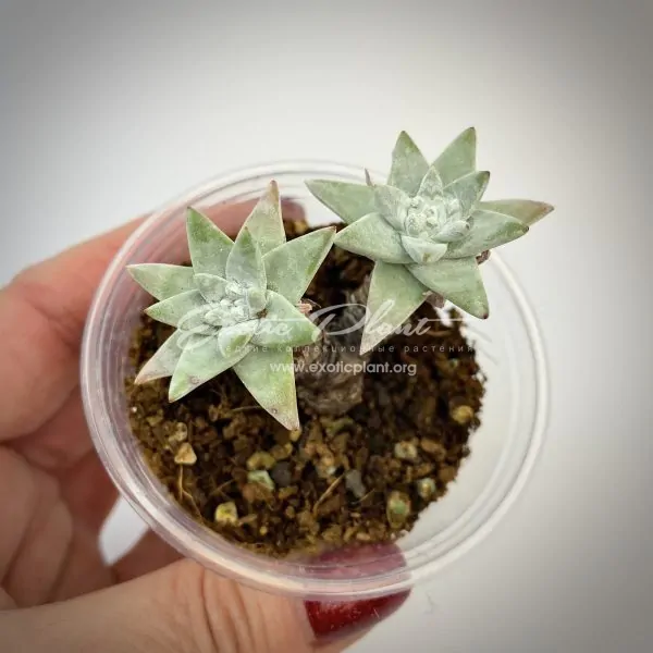 dudleya White Greenii