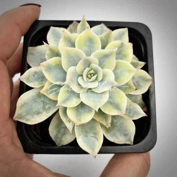 Echeveria desmetiana Variegata syn peacockii Variegata