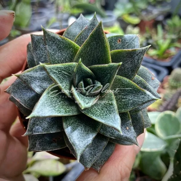 Echeveria purpusorum