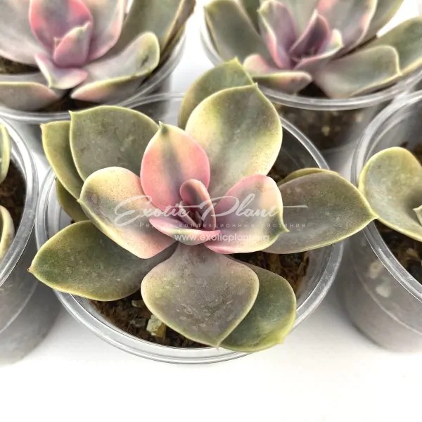 Echeveria Rainbow