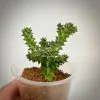 edithcolea grandis