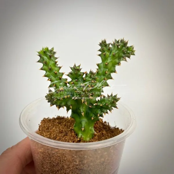 edithcolea grandis